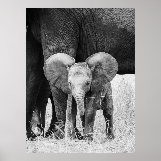 Póster Elefante Bebé Blanco y Negro Vida Silvestre (Frente)
