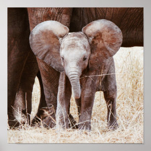Póster Elefante bebé cute elefante africano con mamá