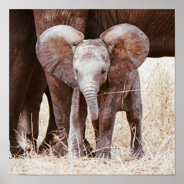 Póster Elefante bebé cute elefante africano con mamá (Frente)