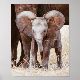 Póster Elefante bebé cute elefante africano con mamá