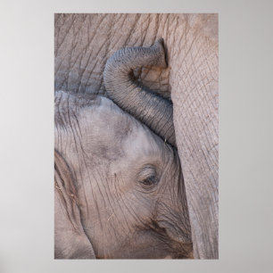 Póster Elefante Bebé Huggles