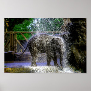 Póster Elefante Bebé Jugando En Cascada