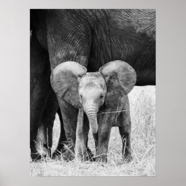 Póster Elefante bebé Vida silvestre blanca y negra
