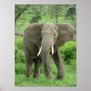 Póster Elefante cerca del Poster Ndutu