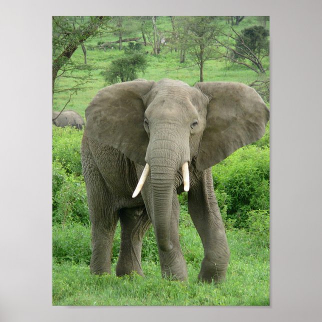 Póster Elefante cerca del Poster Ndutu (Frente)