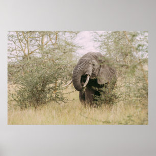 PÓSTER ELEFANTE COMIENDO UN ÁRBOL