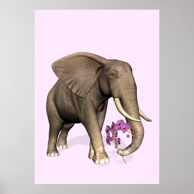 Póster Elefante Con Orquídea Rosa (Frente)