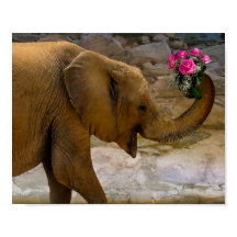 Elefante con Poster de Rosas