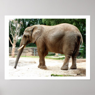 Póster Elefante de África