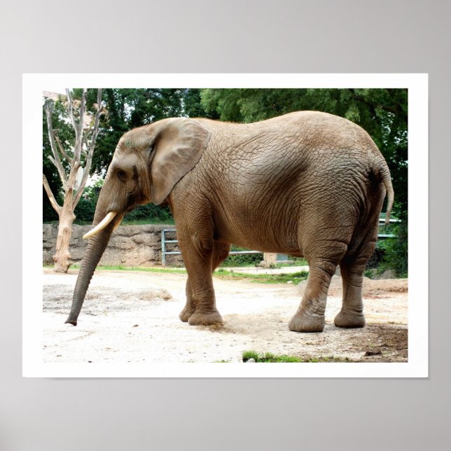 Póster Elefante de África (Frente)