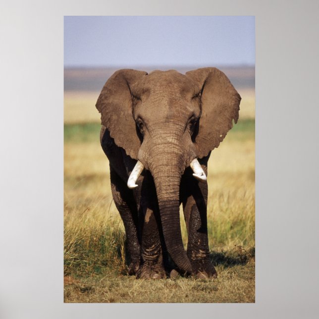 Póster Elefante de Bush africano (Frente)