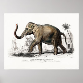 Póster Elefante de época de Charles D'Orbigny