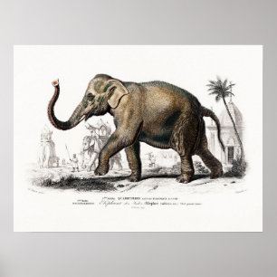 Póster Elefante de época de Charles D'Orbigny