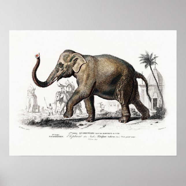 Póster Elefante de época de Charles D'Orbigny (Frente)