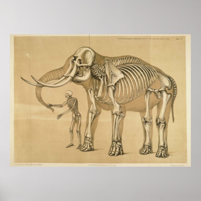 Póster Elefante de época y Ilustracion del esqueleto huma (Frente)