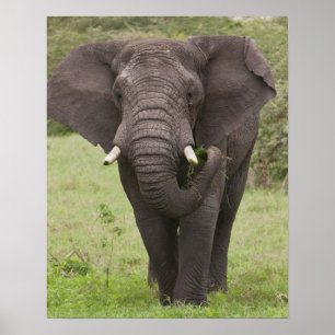 Póster Elefante de Tanzania en África en el cráter de Ngo