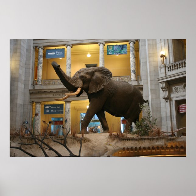 Póster Elefante del Museo de Historia Natural (Frente)