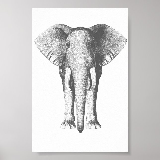 Póster Elefante en blanco y negro (Frente)