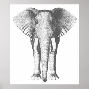 Póster Elefante en blanco y negro