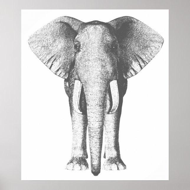 Póster Elefante en blanco y negro (Frente)