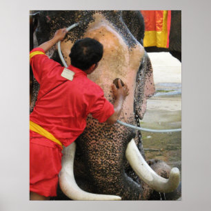 Póster Elefante en el baño ... Ayutthaya, Tailandia