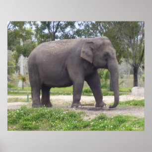 Póster Elefante en el camino del bosque quieto