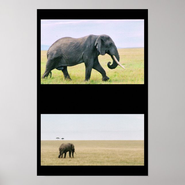 Póster Elefante en el Mara (Frente)