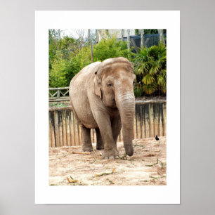 Póster elefante indio