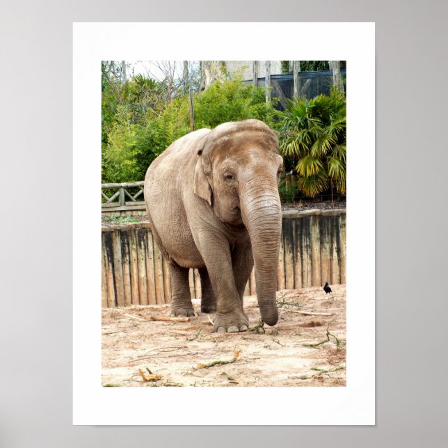 Póster elefante indio (Frente)