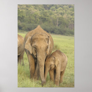 Póster Elefante indio / asiático y cría, Corbett
