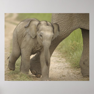 Póster Elefante indio / asiático y cría, Corbett 2