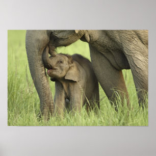 Póster Elefante indio / asiático y cría, Corbett 2