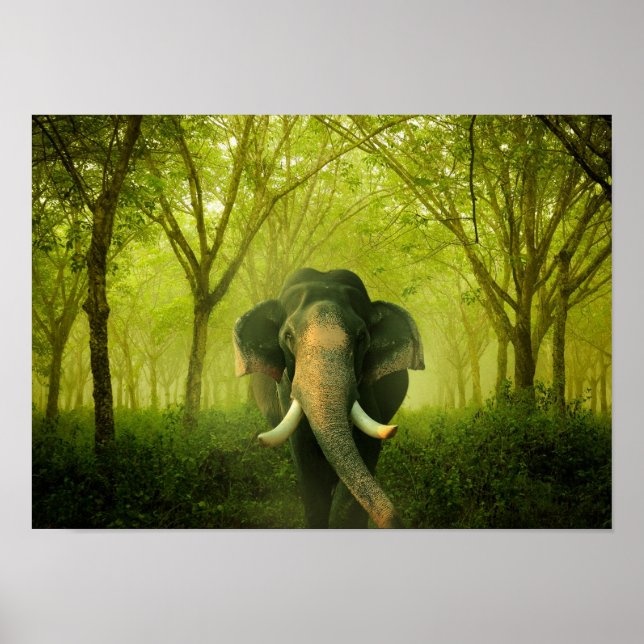 Póster Elefante indio asombroso bosque verde mamífero gra (Frente)