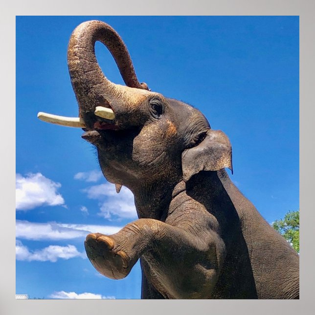 Póster Elefante, jungla, safari, Poster de la pared natur (Frente)