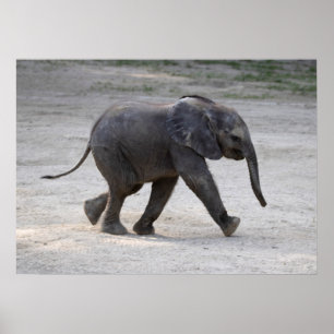 Póster Elefante Kibali, bebé dulce