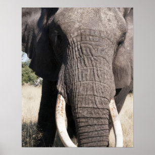 Póster Elefante (Loxodonta africana), Abu Camp 3
