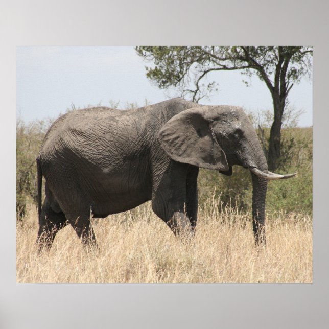 Póster elefante masai (Frente)