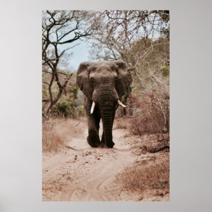 PÓSTER ELEFANTE NEGRO CAMINANDO EN ARENA MARRÓN