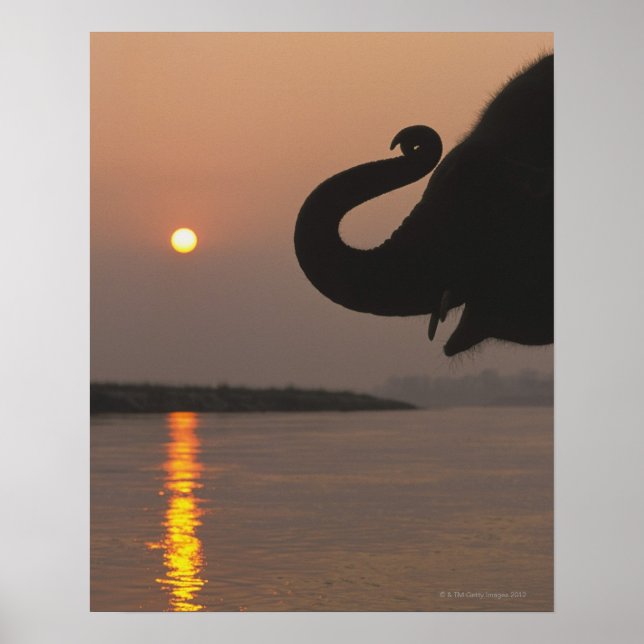 Póster Elefante, Parque Nacional Chitwan, Nepal (Frente)