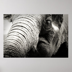 Póster Elefante Poster en blanco y negro