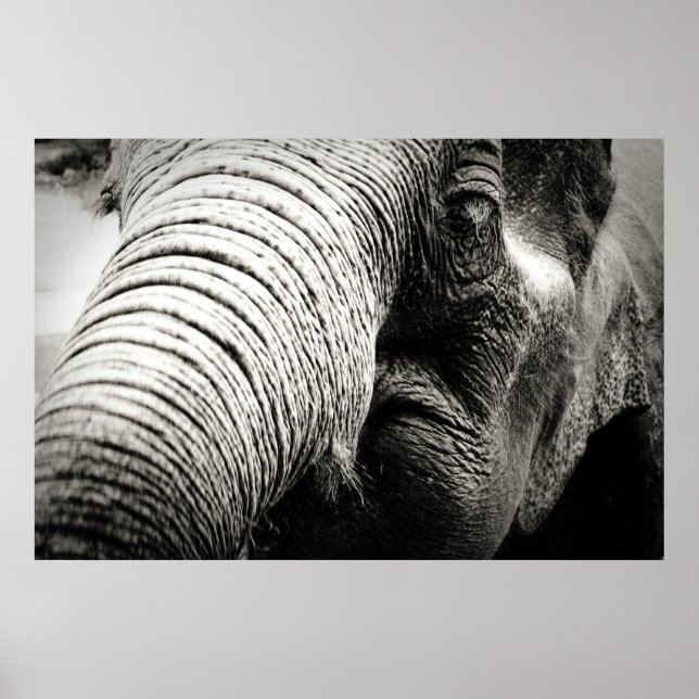 Póster Elefante Poster en blanco y negro (Frente)