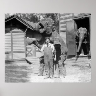 Póster Elefante realizando un truco, 1915. Foto antigua