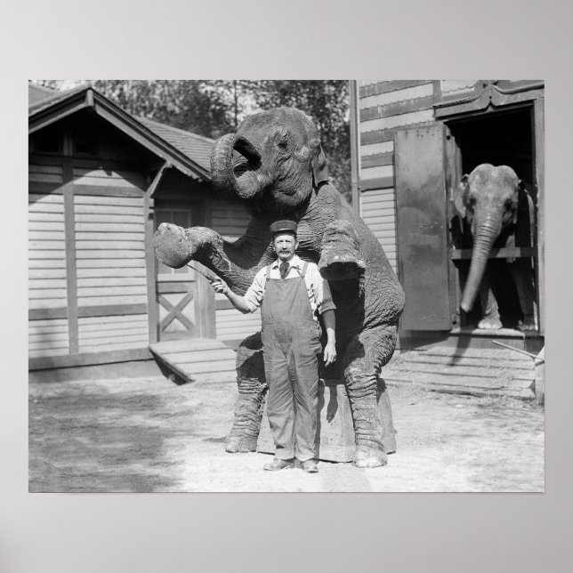 Póster Elefante representa un truco, 1915. Foto de cosech (Frente)