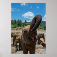 Elefante Sri Lanka