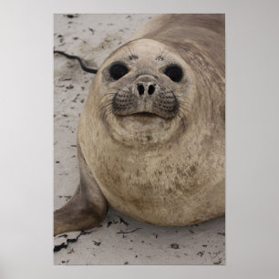 Póster Elefante Sur Seal Miredonga leonina)