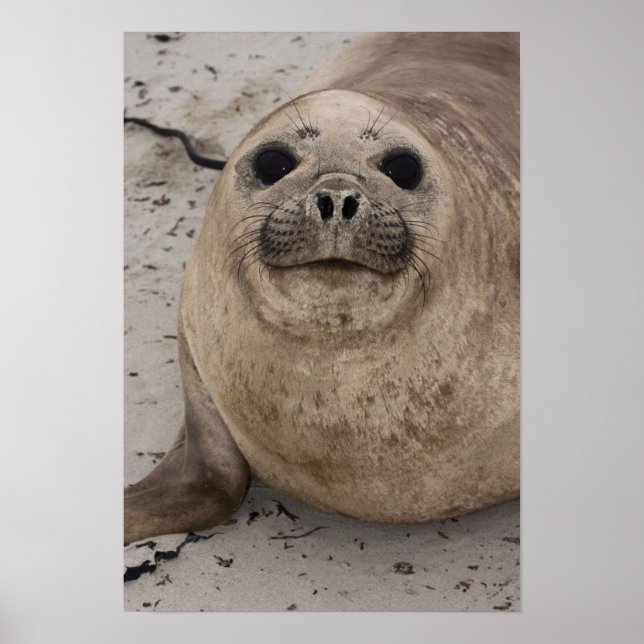Póster Elefante Sur Seal Miredonga leonina) (Frente)