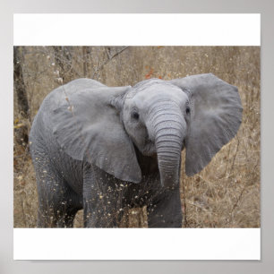Póster Elefante surafricano del bebé