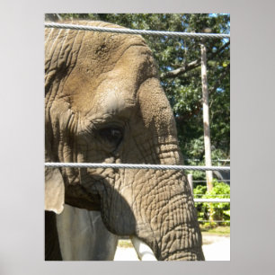 Póster Elefante triste