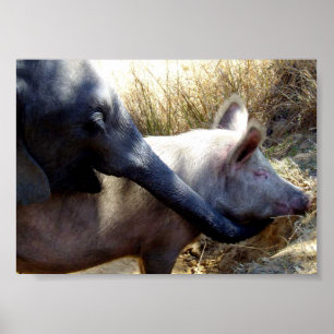 Póster Elefante y cerdo en África