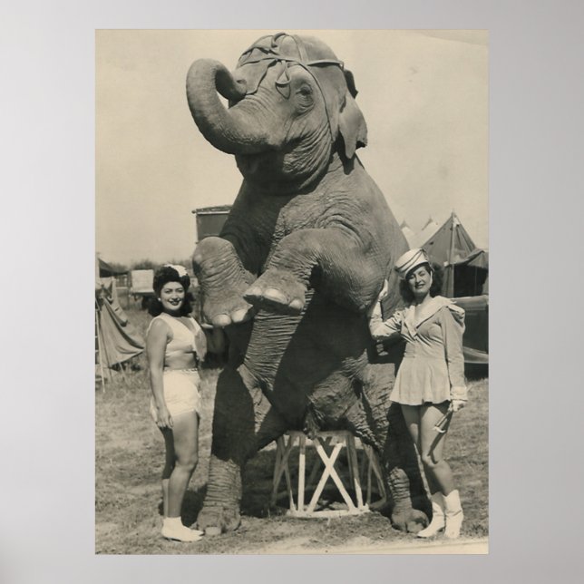 Póster elefante y circo de 2 chicas (Frente)